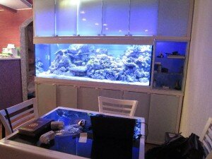 синеватый свет в аквариуме
