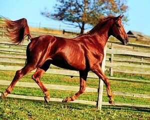 Read more about the article Алезан: рыжий окрас лошадей и его оттенки