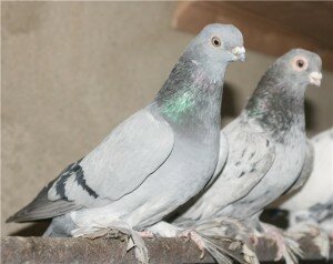 два голубя сидят на жердочке